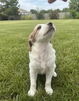 Bella, a female Goldendoodle for sale in Mesa, AZ – Photo 2 of 3