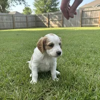 Bella, a female Goldendoodle for sale in Mesa, AZ – Photo 3 of 3