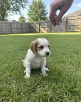 Bella, a female Goldendoodle for sale in Mesa, AZ – Photo 3 of 3