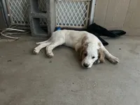 Luna, a female Goldendoodle for sale in Mesa, AZ – Photo 2 of 3