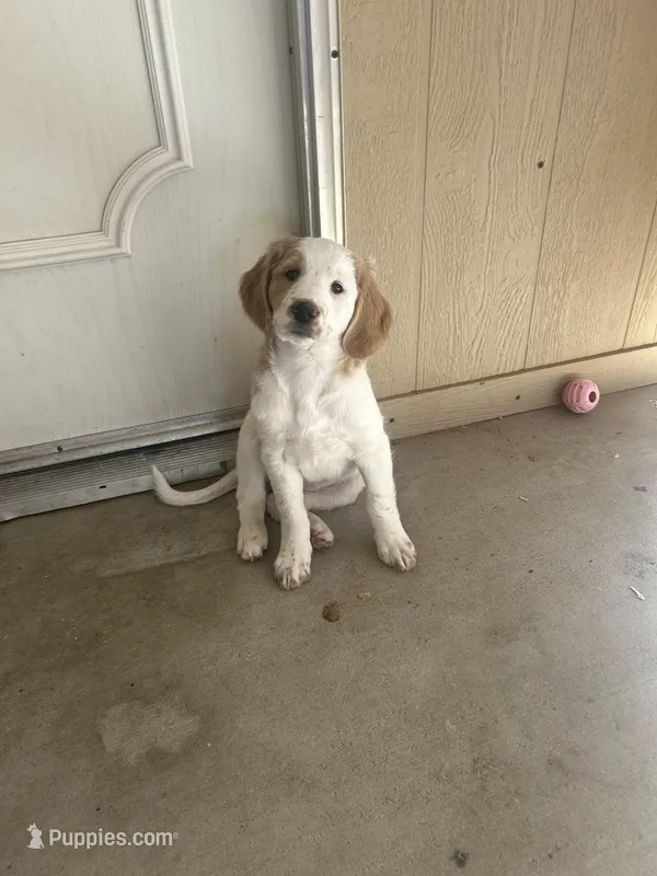 Luna, a female Goldendoodle for sale in Mesa, AZ – Photo 1 of 1