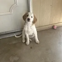 Luna, a female Goldendoodle for sale in Mesa, AZ – Photo 1 of 3