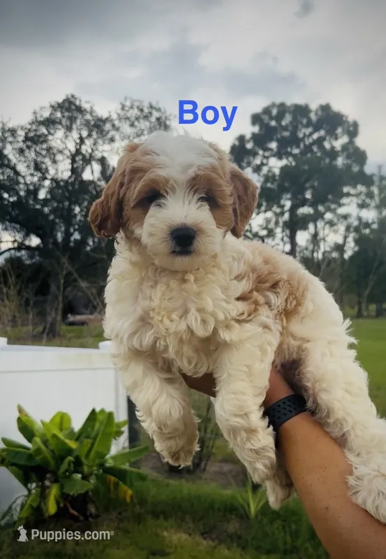Dewy – Miniature Goldendoodle puppy for sale in Saint Cloud, FL