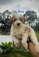Dewy *SALE*, a male Miniature Goldendoodle for sale in Saint Cloud, FL – 1 of 1