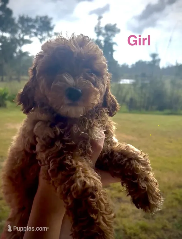 Alani – Miniature Goldendoodle puppy for sale in Saint Cloud, FL