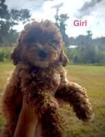 Alani, a female Miniature Goldendoodle for sale in Saint Cloud, FL – 1 of 1