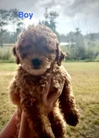 Mr. Pibb, a male Miniature Goldendoodle for sale in Saint Cloud, FL – 1 of 1