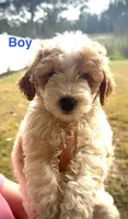 Dewy, a male Miniature Goldendoodle for sale in Saint Cloud, FL – 1 of 1