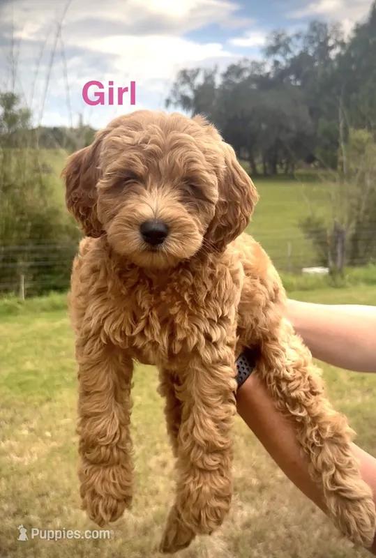Izze – Miniature Goldendoodle puppy for sale in Saint Cloud, FL