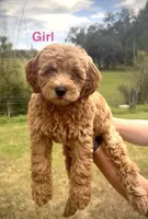 Izze *SALE*, a female Miniature Goldendoodle for sale in Saint Cloud, FL – 1 of 1