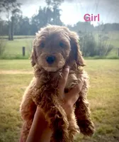Squirt, a female Miniature Goldendoodle for sale in Saint Cloud, FL – 1 of 1