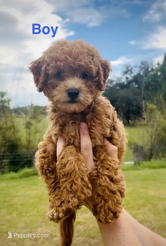 Mr. Pibb – Miniature Goldendoodle puppy for sale in Saint Cloud, FL