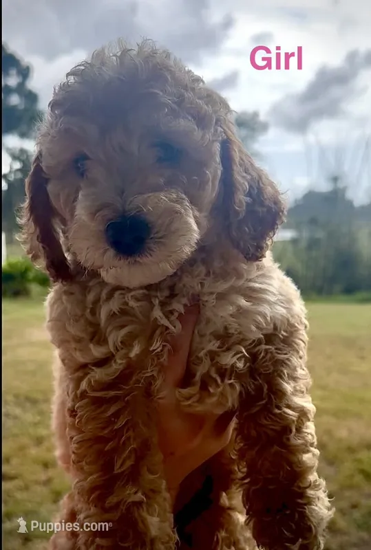 Sierra – Miniature Goldendoodle puppy for sale in Saint Cloud, FL