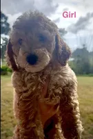 Sierra, a female Miniature Goldendoodle for sale in Saint Cloud, FL – 1 of 1