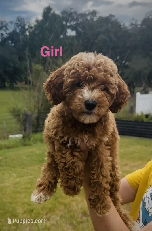 Alani – Miniature Goldendoodle puppy for sale in Saint Cloud, FL