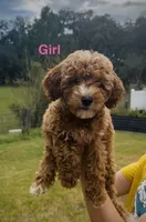 Alani *SALE*, a female Miniature Goldendoodle for sale in Saint Cloud, FL – 1 of 1