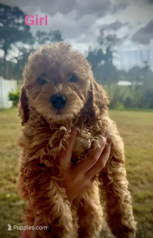 Izze – Miniature Goldendoodle puppy for sale in Saint Cloud, FL