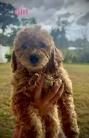 Izze, a female Miniature Goldendoodle for sale in Saint Cloud, FL – 1 of 1