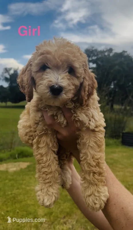Sierra – Miniature Goldendoodle puppy for sale in Saint Cloud, FL