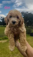 Sierra *SALE*, a female Miniature Goldendoodle for sale in Saint Cloud, FL – 1 of 1