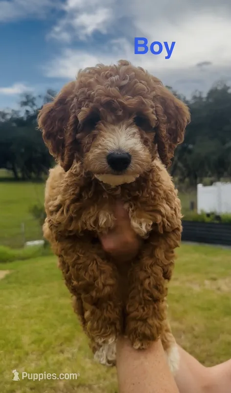 Olli – Miniature Goldendoodle puppy for sale in Saint Cloud, FL
