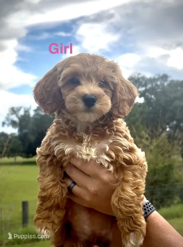 Squirt – Miniature Goldendoodle puppy for sale in Saint Cloud, FL
