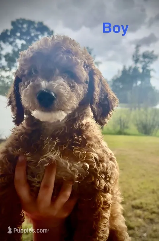 Olli – Miniature Goldendoodle puppy for sale in Saint Cloud, FL