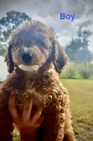 Olli, a male Miniature Goldendoodle for sale in Saint Cloud, FL – 1 of 1