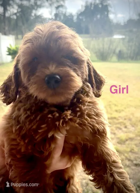 Dr. Pepper – Miniature Goldendoodle puppy for sale in Saint Cloud, FL