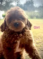 Dr. Pepper, a female Miniature Goldendoodle for sale in Saint Cloud, FL – 1 of 1