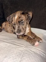 Ichigo, a male Catahoula Leopard Dog and American Pit Bull Terrier for sale in Sebring, FL – 2 of 5