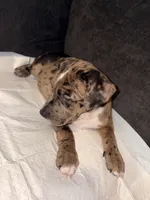 Ichigo, a male Catahoula Leopard Dog and American Pit Bull Terrier for sale in Sebring, FL – 3 of 5