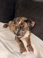 Ichigo, a male Catahoula Leopard Dog and American Pit Bull Terrier for sale in Sebring, FL – 4 of 5