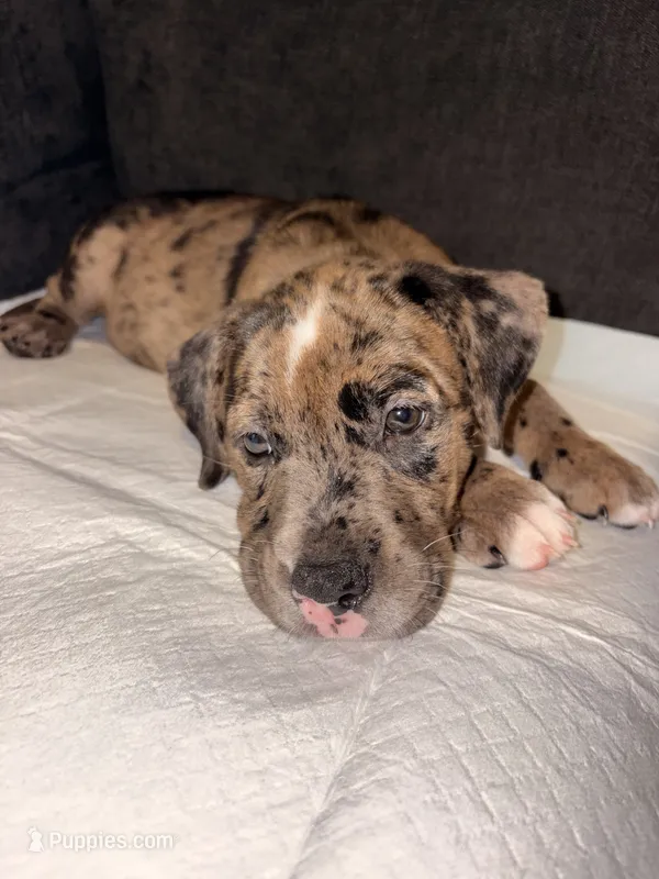 Ichigo – Catahoula Leopard Dog, American Pit Bull Terrier puppy for sale in Sebring, FL