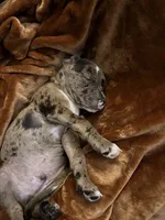 Ichigo, a male Catahoula Leopard Dog and American Pit Bull Terrier for sale in Sebring, FL – 5 of 5