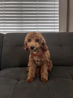 Cherry, a female Poodle - Toy  and Poodle - Miniature  for sale in Sacramento, CA – 3 of 3