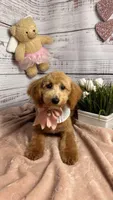 Daisy, a  Poodle - Toy  and Poodle - Miniature  for sale in Sacramento, CA – Photo 1 of 5