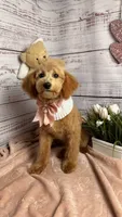 Daisy, a  Poodle - Toy  and Poodle - Miniature  for sale in Sacramento, CA – Photo 2 of 5