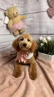 Daisy, a  Poodle - Toy  and Poodle - Miniature  for sale in Sacramento, CA – Photo 3 of 5