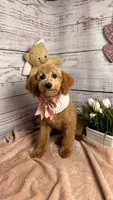 Daisy, a  Poodle - Toy  and Poodle - Miniature  for sale in Sacramento, CA – Photo 4 of 5
