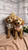 Daisy, a  Poodle - Toy  and Poodle - Miniature  for sale in Sacramento, CA – Photo 5 of 5