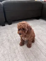 Lulu, a female Poodle - Toy  and Poodle - Miniature  for sale in Sacramento, CA – 1 of 3