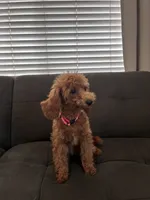 Lulu, a female Poodle - Toy  and Poodle - Miniature  for sale in Sacramento, CA – 2 of 5