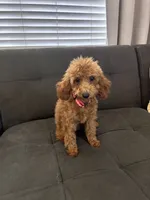 Lulu, a female Poodle - Miniature  and Poodle - Standard  for sale in Sacramento, CA – 2 of 3