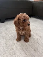 Lola, a female Poodle - Toy  and Poodle - Miniature  for sale in Sacramento, CA – 2 of 2