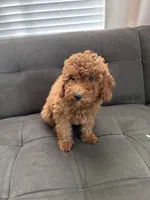 Rex , a male Poodle - Miniature  and Poodle - Standard  for sale in Sacramento, CA – 2 of 3