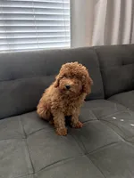 Cookie, a female Poodle - Toy  and Poodle - Miniature  for sale in Sacramento, CA – 2 of 3