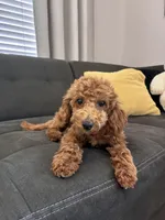 Cherry, a female Poodle - Toy  and Poodle - Miniature  for sale in Sacramento, CA – 2 of 3