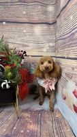 Mini, a female Poodle - Toy  and Poodle - Miniature  for sale in Sacramento, CA – 2 of 2