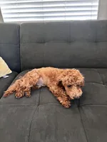 Lola, a female Poodle - Toy  and Poodle - Miniature  for sale in Sacramento, CA – 3 of 5